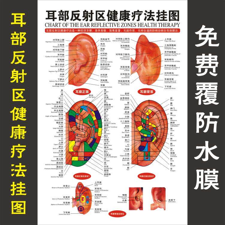 耳部反射区健康疗法挂图耳朵部穴位图耳穴按摩图医院耳鼻喉科海报