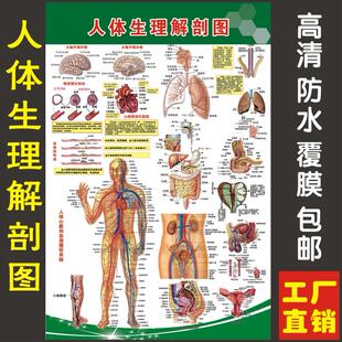 消化系统概观图|人体心脑血管示意挂图|人体生理解剖图|医院海报