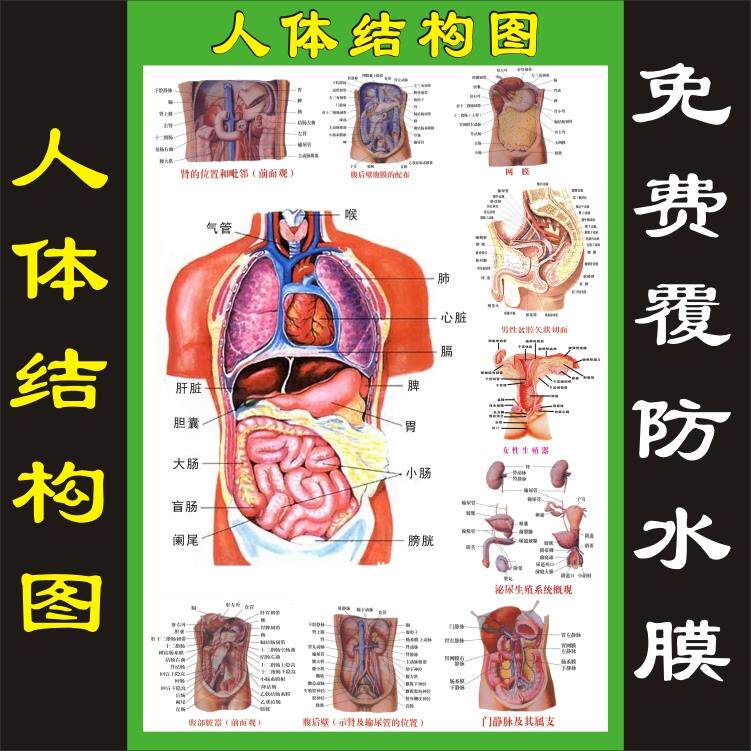 人体内脏解剖系统示意图医学宣传挂图人体器官心脏结构图医院海报