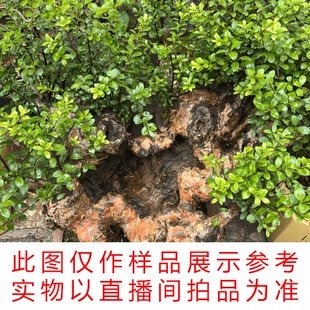 小叶红芽赤楠老桩紫薇映山红盆景基地直播