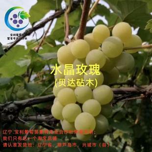 水晶玫瑰  贝达砧木嫁接葡萄苗  宝利葡萄苗繁育专业合作社