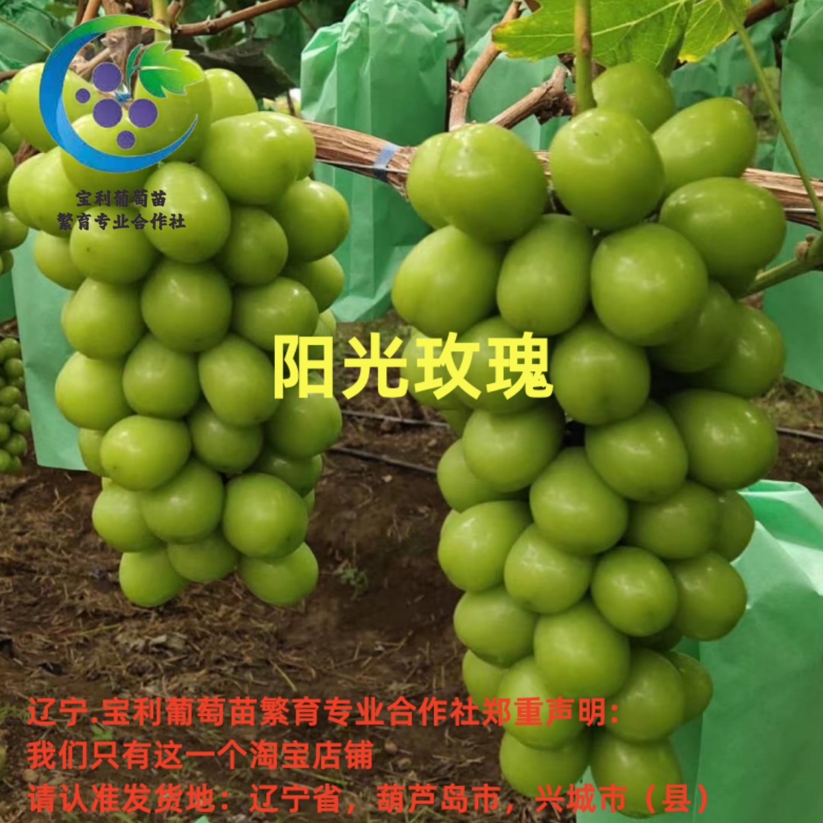 辽宁.宝利葡萄苗繁育专业合作社