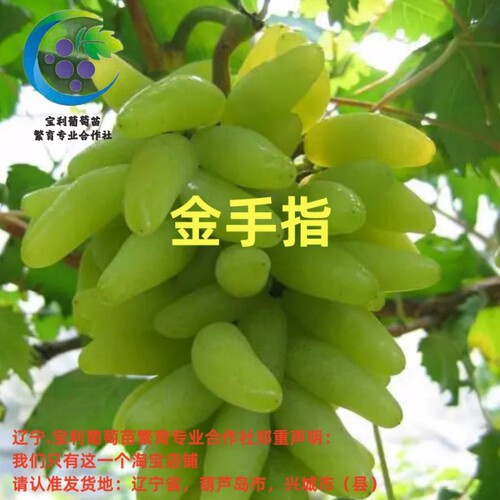 辽宁.宝利葡萄苗繁育专业合作社