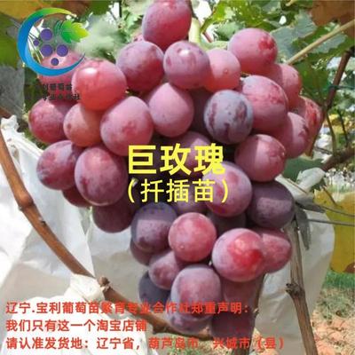 盆栽庭院北方嫁接葡萄苗