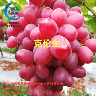 克伦生 贝达砧木嫁接葡萄苗  裸根发货 宝利葡萄苗繁育专业合作社