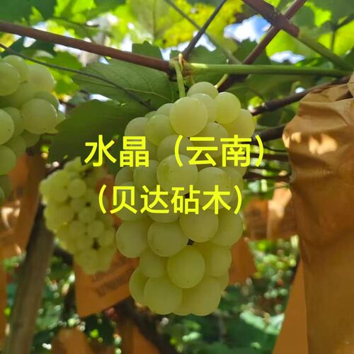 辽宁.宝利葡萄苗繁育专业合作社