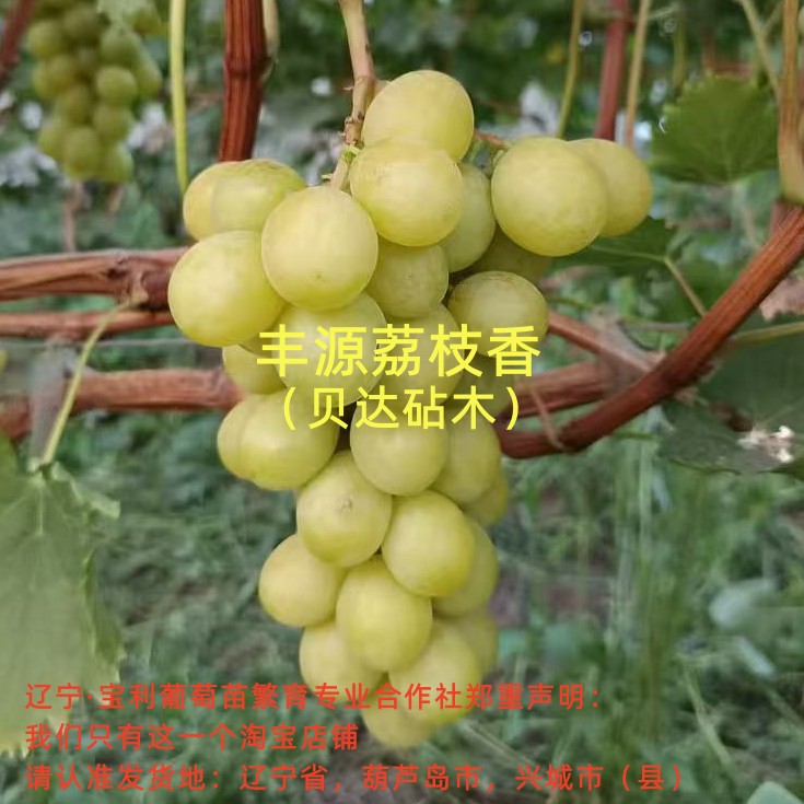 丰源荔枝香  贝达砧嫁接葡萄苗 宝利葡萄苗繁育专业合作社