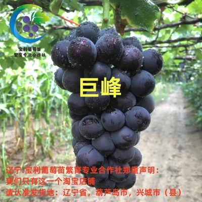 辽宁.宝利葡萄苗繁育专业合作社