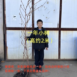 葡萄小树88 宝利葡萄苗繁育专业合作社