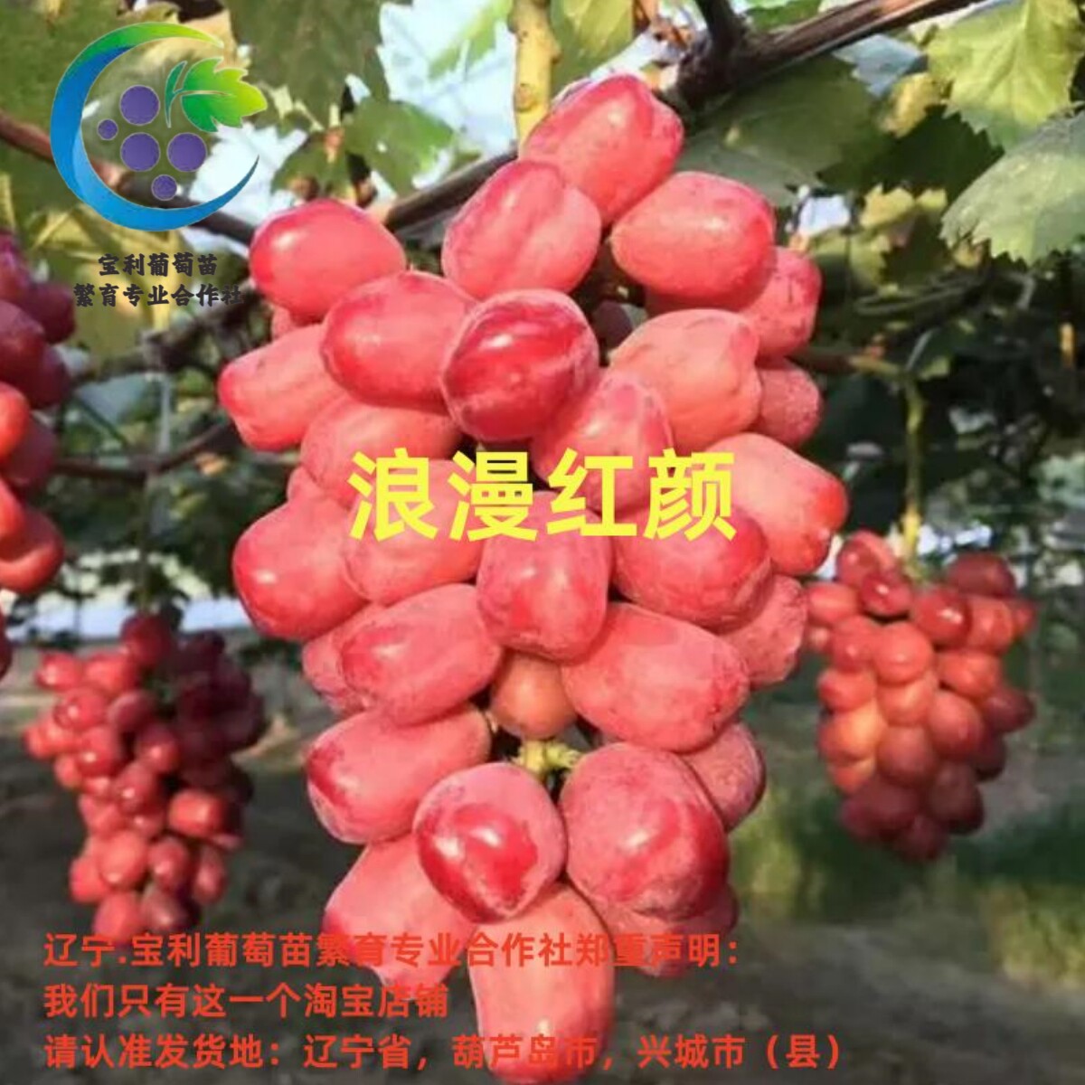浪漫红颜 夏黑砧木嫁接葡萄苗 葡萄盆栽