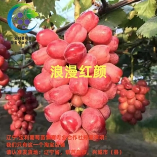 浪漫红颜 贝达砧木嫁接葡萄苗 宝利葡萄苗繁育专业合作社