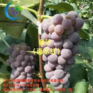 蜜汁 贝达砧木嫁接葡萄苗  裸根发货  宝利葡萄苗繁育专业合作社