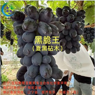黑脆王   夏黑砧木砧嫁接葡萄苗 宝利葡萄苗繁育专业合作社