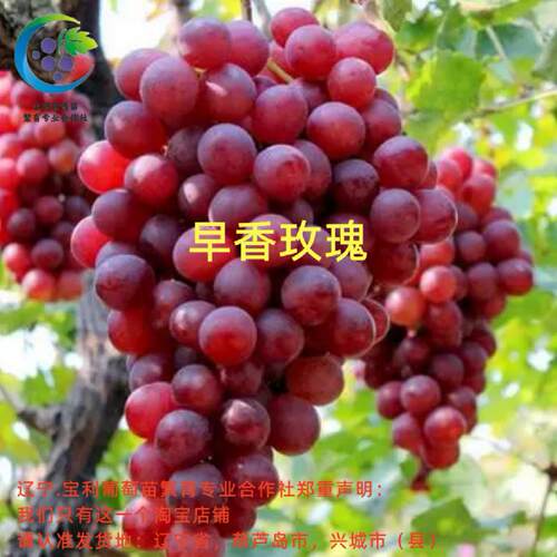 口感类似玫瑰香抗病性比较好