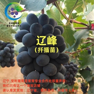辽峰 扦插葡萄苗  裸根发货  宝利葡萄苗繁育专业合作社
