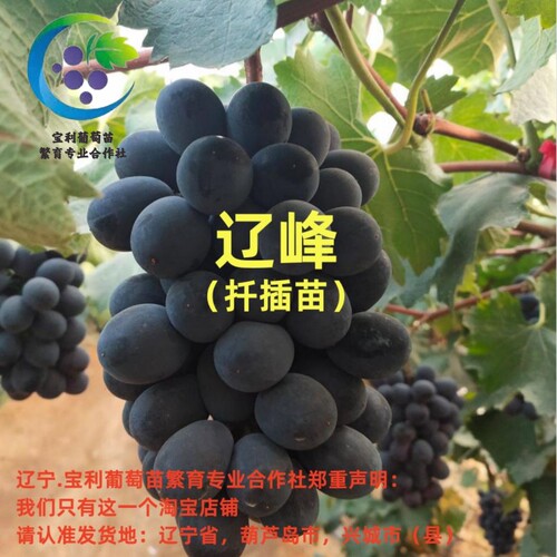 辽宁.宝利葡萄苗繁育专业合作社