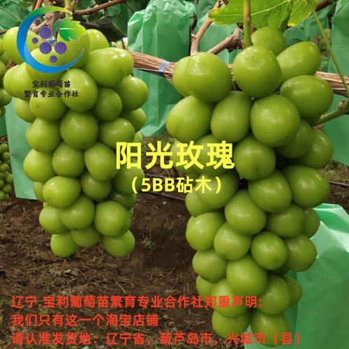 辽宁.宝利葡萄苗繁育专业合作社