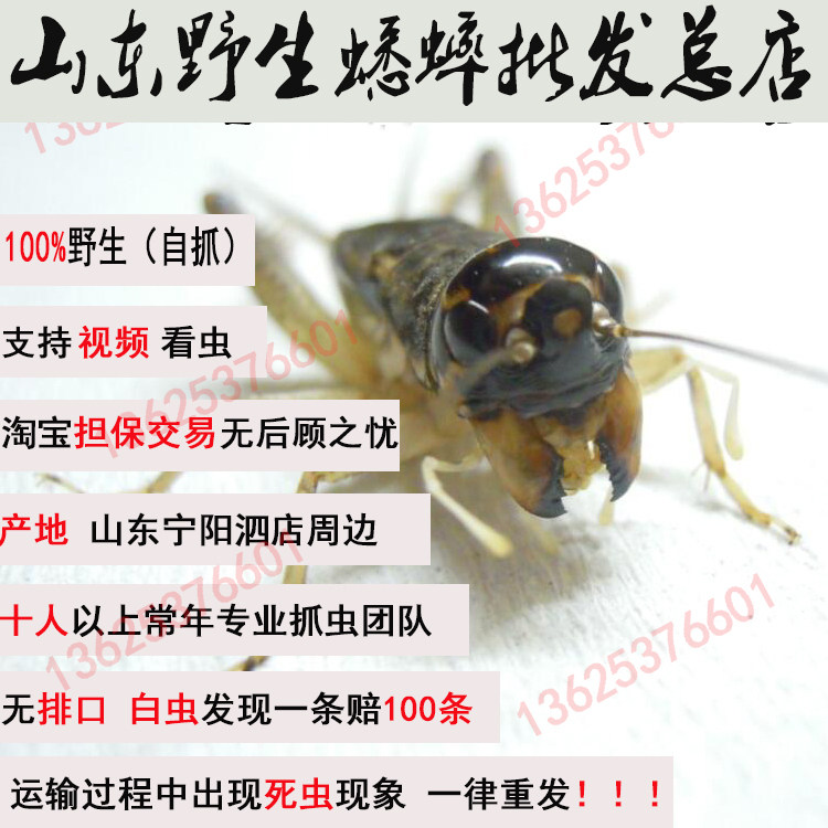 山东宁阳兖州野生蟋蟀汶上曲阜斗蛐蛐斗虫翅子秋虫自抓团队活体活 - 实物图