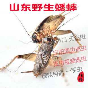 山东省济宁蛐蛐野生蟋蟀活体活物精品斗虫兖州里蛐蛐