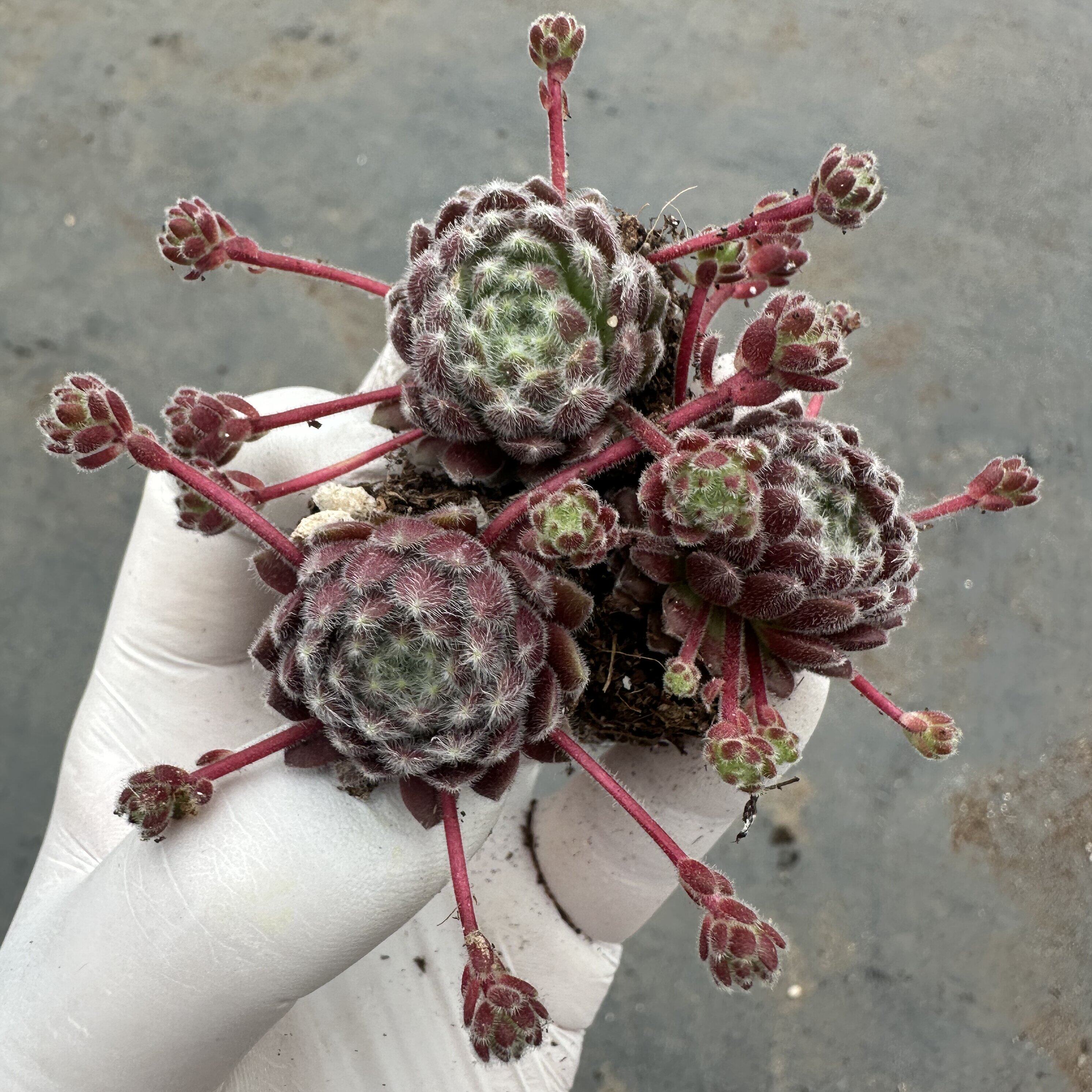 【满18包邮48小时内发货】长生草优雅冠幅2公分3元3颗没有盆