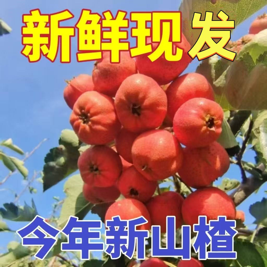 果园新鲜山楂果生山楂红果当季水果山里红冰糖葫芦原料泡水