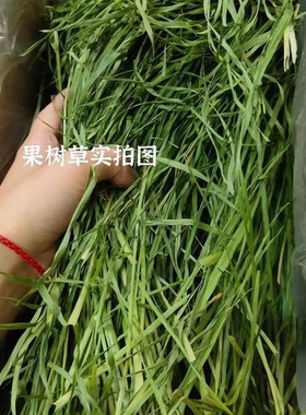 zoho烘干果树草兔子豚鼠龙猫粮食荷兰猪专用牧草兔草代替提摩西草