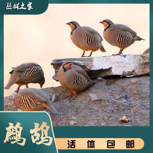人工养殖活体活鸟美国鹧鸪呱呱鸡飞龙鸟石鸡呱呱鸡包活顺丰包邮