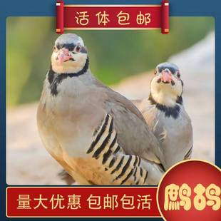 人工养殖活体活鸟美国鹧鸪呱呱鸡飞龙鸟石鸡呱呱鸡包活顺丰包邮