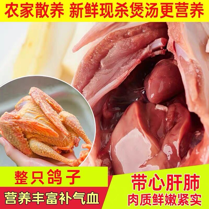 (买2送2)鸽子新鲜活杀4只鲜活土鸽子农家散养鸽子肉炖煲汤老鸽