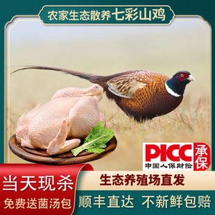 农家七彩山鸡活体现杀新鲜山鸡肉散养土鸡珍珠雉鸡柴鸡月子鸡煲汤