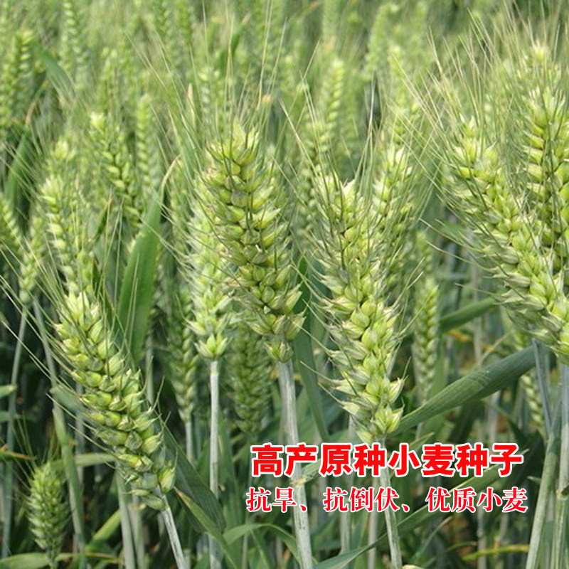 高产矮杆小麦种子济麦38鲁研128鲁研951小麦种子大田种植作物麦子