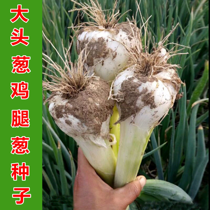 特色鸡腿大葱种子长白鸡腿葱籽牛蹄葱肉厚耐寒能力强四季蔬菜种籽