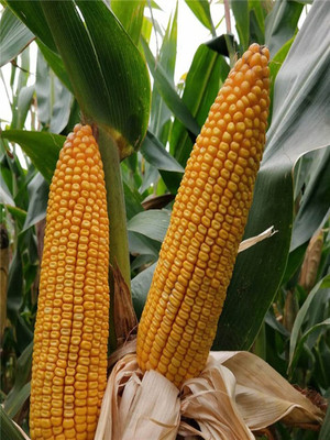 国审高产大田早熟大棒杂交孑