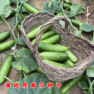 高产旱黄瓜种子无架水果黄瓜种子满地爬瓜旱黄瓜籽种小黄瓜青瓜