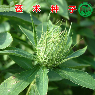 中药材野生苍术北苍术种子2018年新种人工手采药材带朱砂点种籽