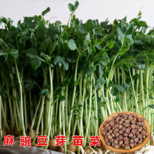 麻豌豆芽苗菜育苗豌豆苗种植无土栽培蔬菜纸上种菜水培豌豆豆芽籽