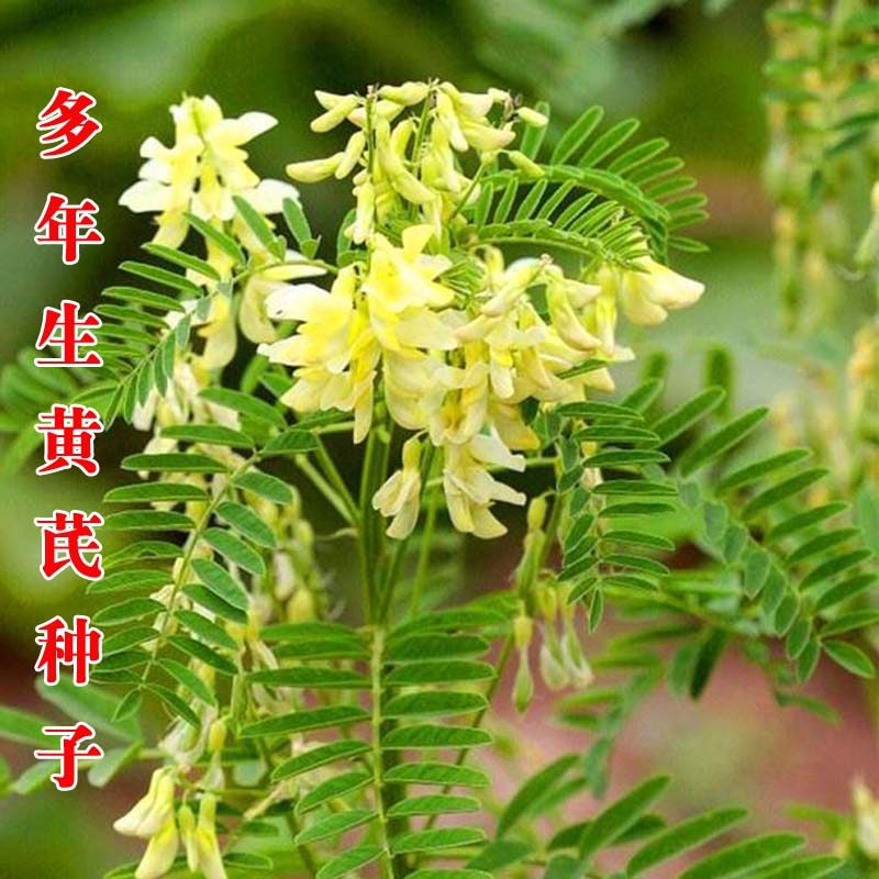 野生黄芪种子中药种子新中药材种植籽发芽多年生绵芪铁杆软秸种