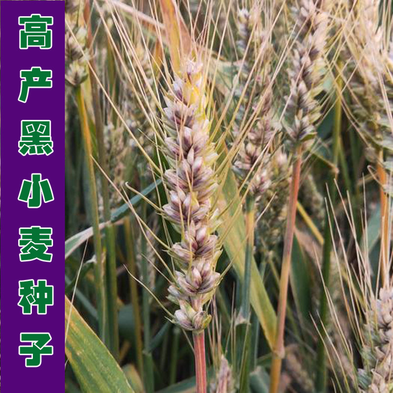 原种黑小麦种子高产易种杂粮黑金刚黑麦春冬季黑小麦农大3753原种