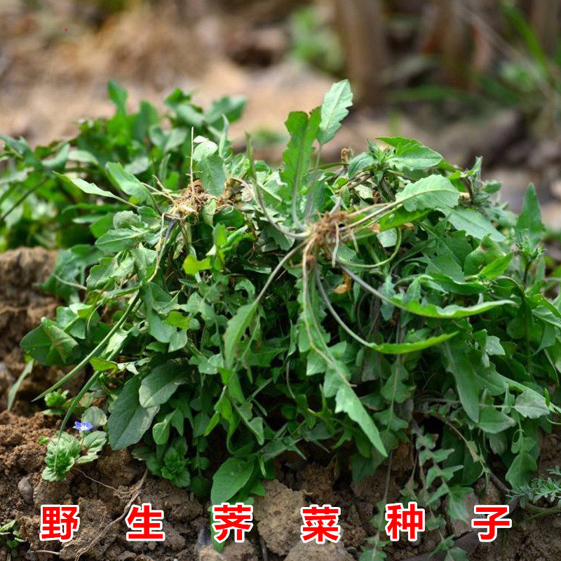 野生大叶小叶荠荠菜种子野生蔬菜籽菜园阳台蔬菜四季播冬季野菜