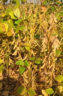 荷豆23荷豆12常规黄豆种子农户大面积种植中黄13高产大豆种子易种