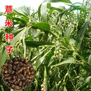 新薏米种子小薏米籽草珠子薏苡仁种籽六谷子四季播种五谷杂粮薏米