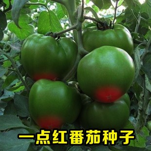 台湾一点红顶心红番茄种子黑盖草莓西红柿一点红水果番茄铁皮柿子