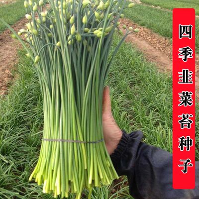 庭院阳台盆栽蔬菜种子