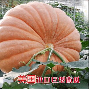 超级巨型南瓜种子大南瓜种子板栗南瓜种籽特色蔬菜种子超大特色
