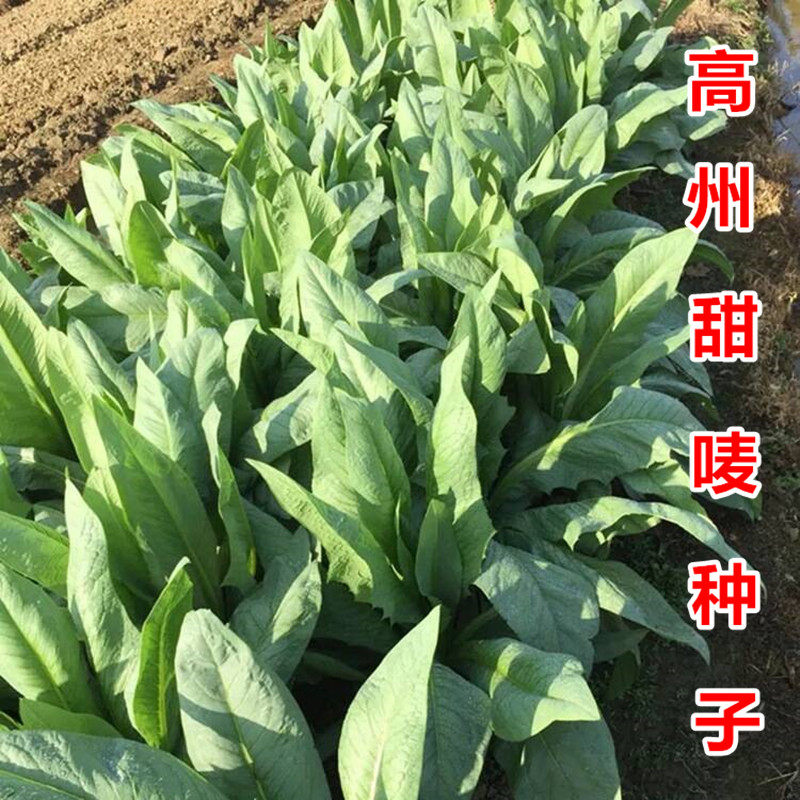 高州甜唛菜种子甜麦菜种籽苦麦菜种唛菜籽正宗高州唛菜特色软嫩爽