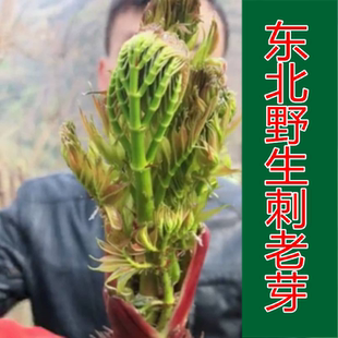 东北野生刺老芽种子野山刺老芽嫩芽种籽农家庭院种植四季盆栽蔬菜