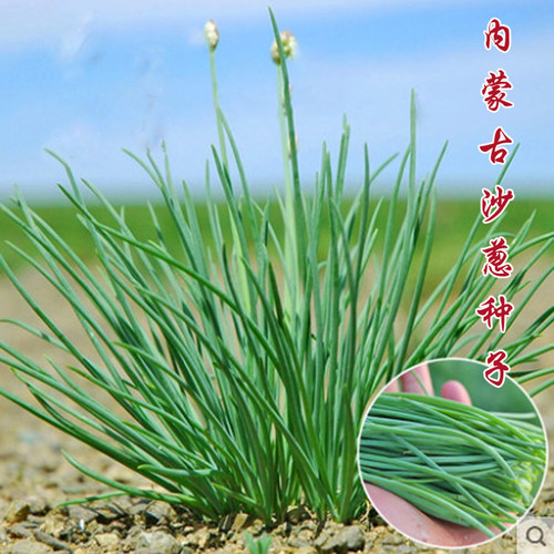 内蒙古野生沙葱种子胡葱耐寒耐