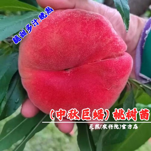 特大脆甜离核蟠桃树果苗晚熟中秋巨蟠桃树苗国庆成熟庭院当年结果