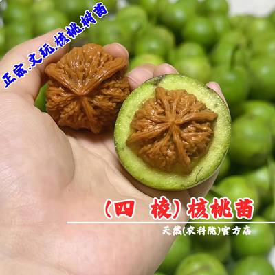 四棱文玩核桃树苗盆栽地栽元宝狮子头麻核桃苗南北方种植当年结果