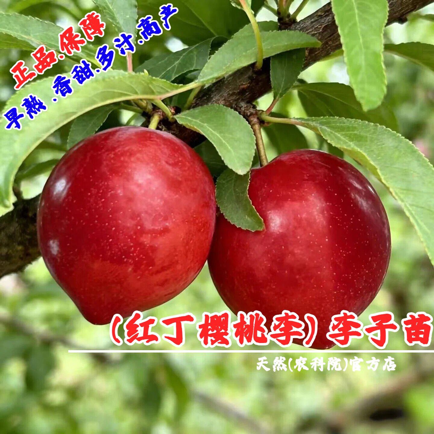 5月早熟嫁接红丁樱桃李子苗耐寒抗冻李子苗盆栽庭院南方北方种植